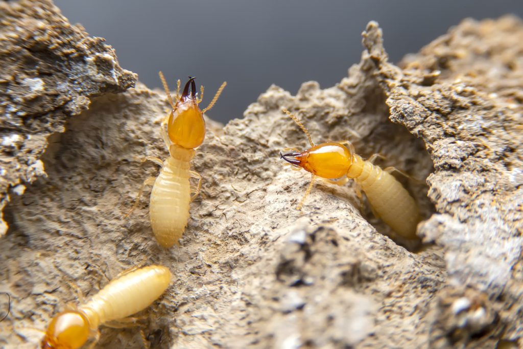 Termite Inspections 1